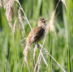 Great Reed-warbler