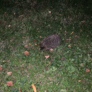 European Hedgehog