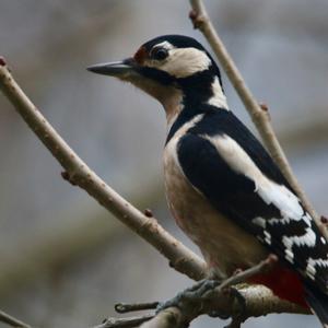 Great Spotted Woodpecker