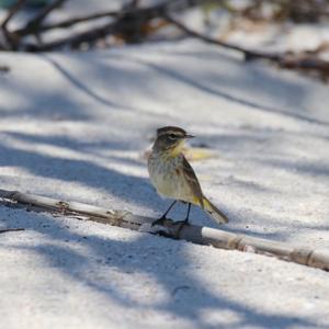 Palm Warbler