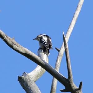 Great Spotted Woodpecker