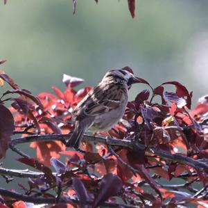 Eurasian Tree Sparrow