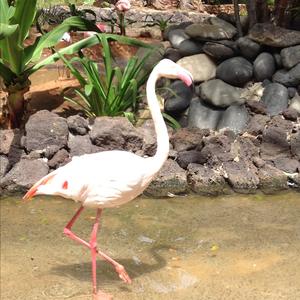 American Flamingo