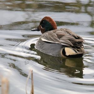 Common Teal