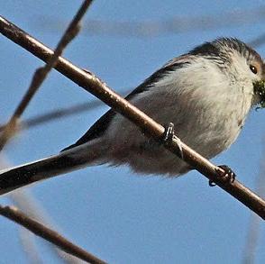 Long-tailed Tit