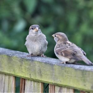 House Sparrow