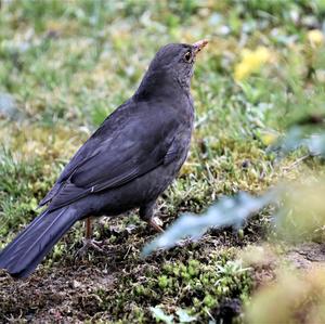 Eurasian Blackbird