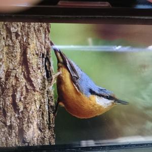 Wood Nuthatch