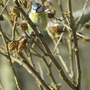 Blue Tit