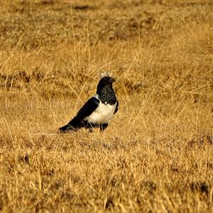 Pied Crow