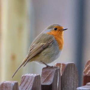 European Robin