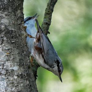 Wood Nuthatch