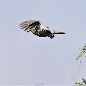 Stock Dove