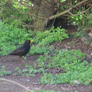 Eurasian Blackbird