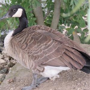 Canada Goose