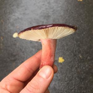 Shellfish-scented Russula