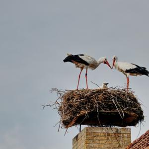 White Stork