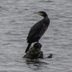 Great Cormorant