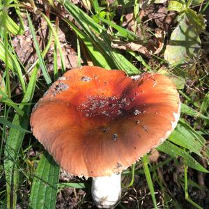 Bare-toothed Russula