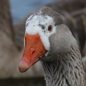 Greylag Goose