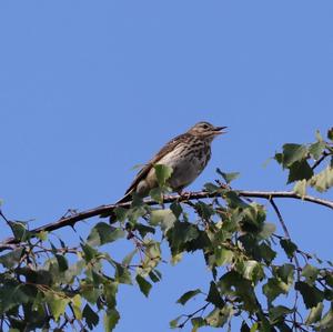 Tree Pipit