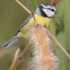 Blue Tit