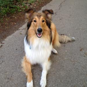 Rough Collie