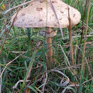 Parasol Mushroom