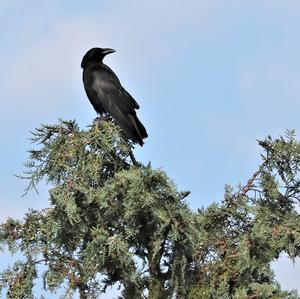 Carrion Crow