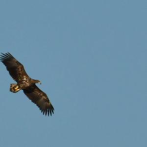 White-tailed Eagle