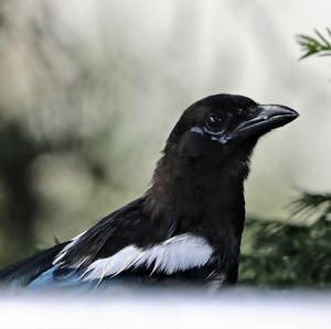 Black-billed Magpie