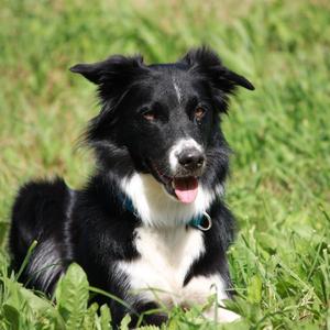 Border Collie