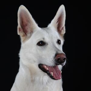 Berger Blanc Suisse