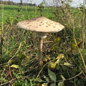 Parasol Mushroom