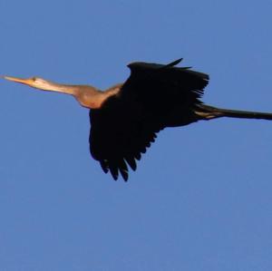 Indischer Schlangenhalsvogel