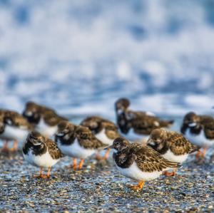 Ruddy Turnstone