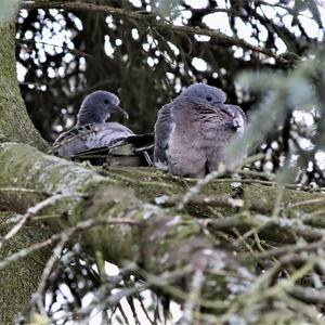 Common Wood-pigeon