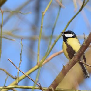 Great Tit