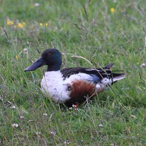 Northern Shoveler