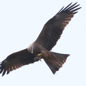 Black Kite