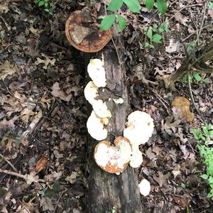 Resinous Polypore