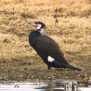 Great Cormorant