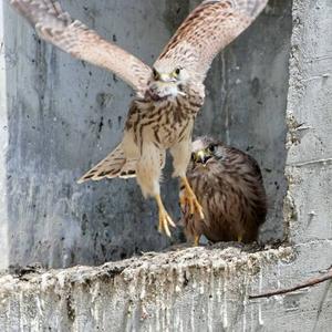 Common Kestrel