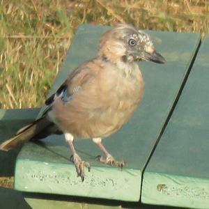 Eurasian Jay