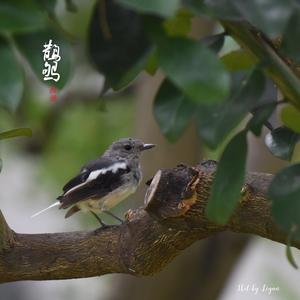 Oriental Magpie-robin