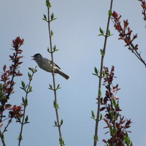 Blackcap