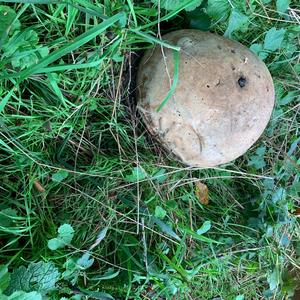 Giant Puffball