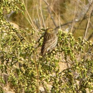 European Serin