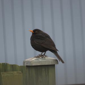 Eurasian Blackbird