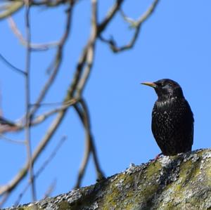 Common Starling